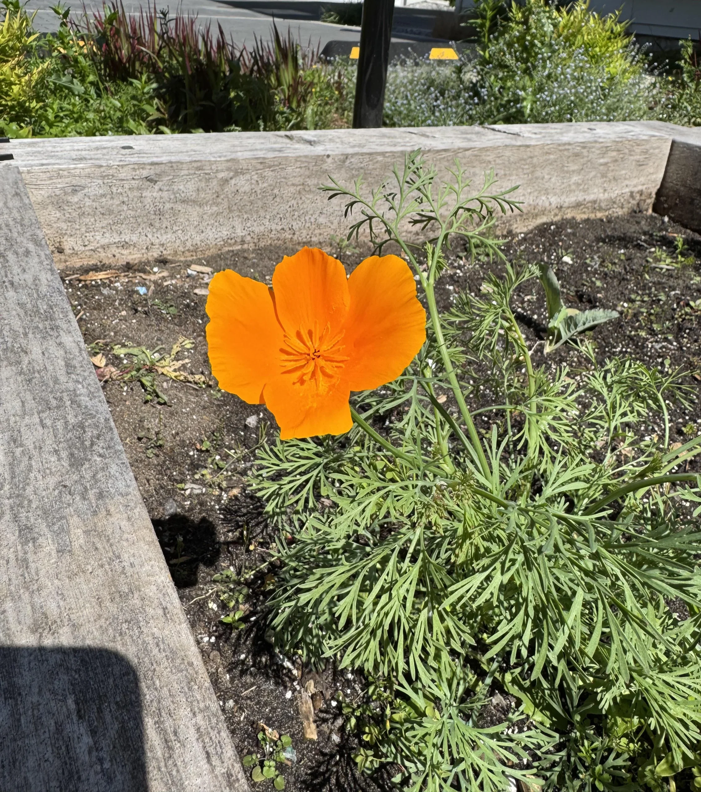 Papavero della California: guida alla coltivazione da seme in giardino