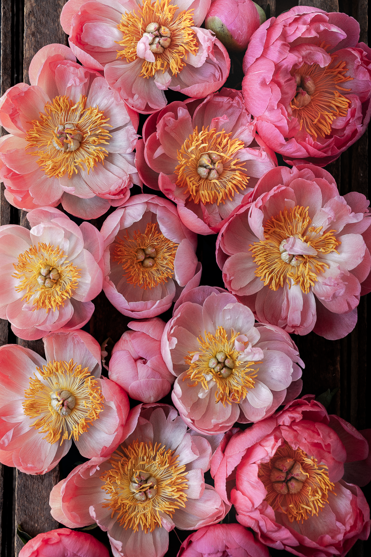 Peonia Coral Charm: quanti anni servono per un cespuglio fiorito e come accelerarlo