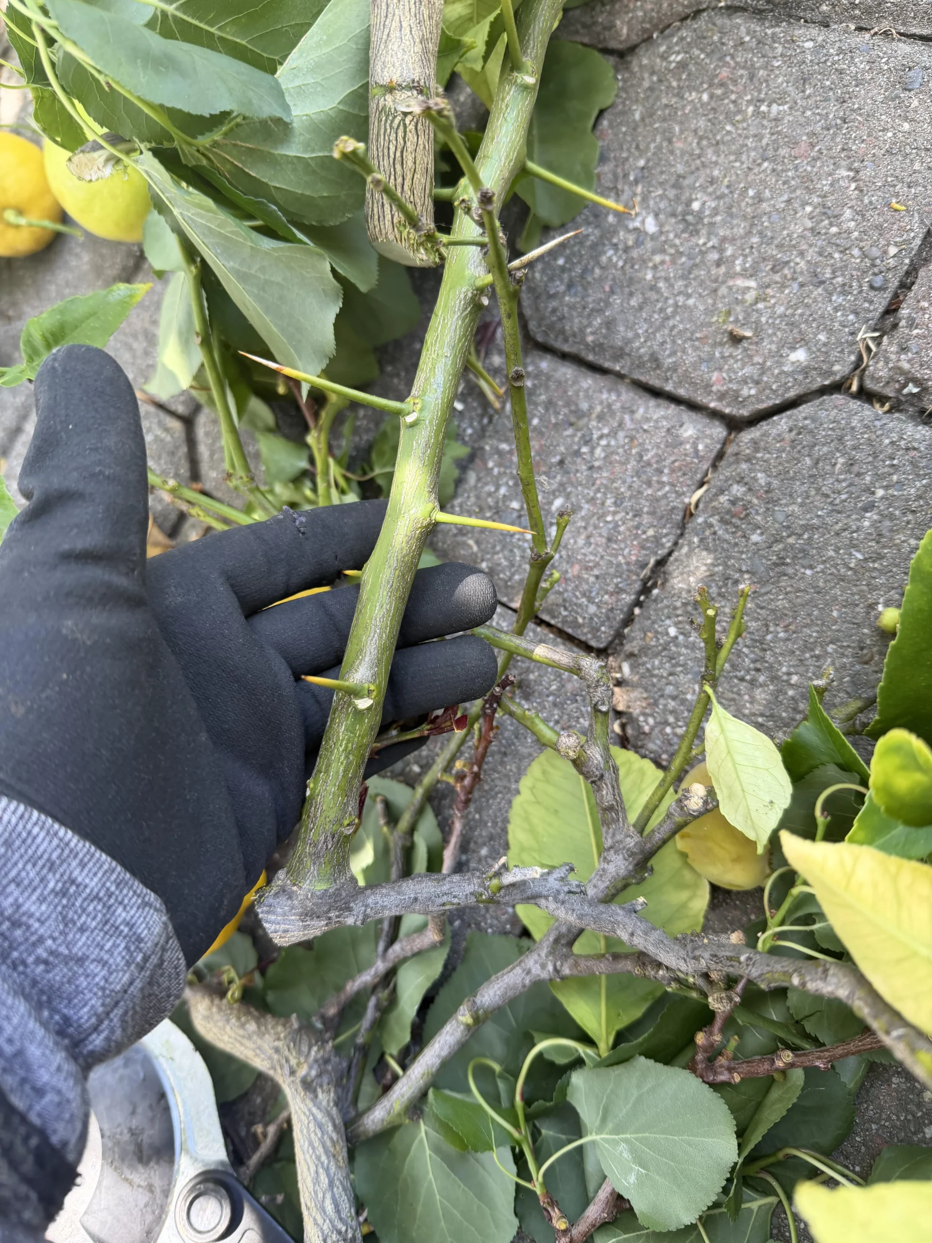 Perché il limone ha le spine: cause botaniche e gestione pratica in giardino