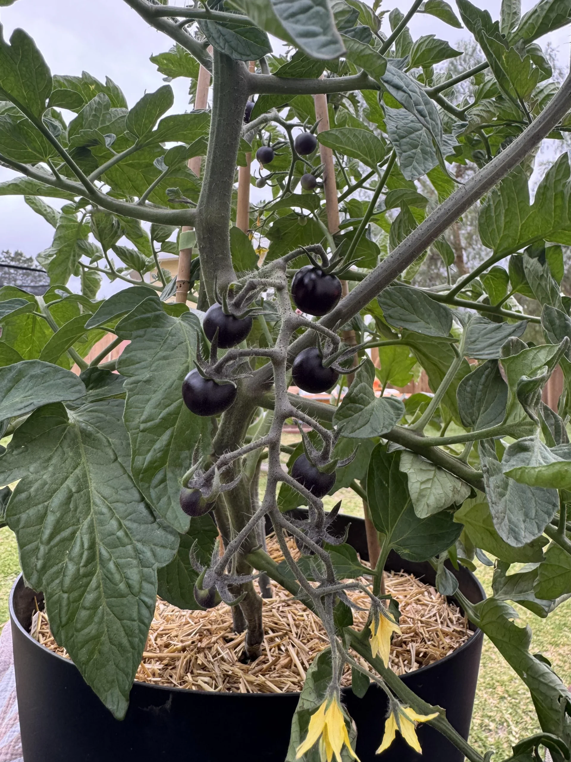 Pomodori viola, neri o bicolore: cause genetiche e ambientali del cambio colore