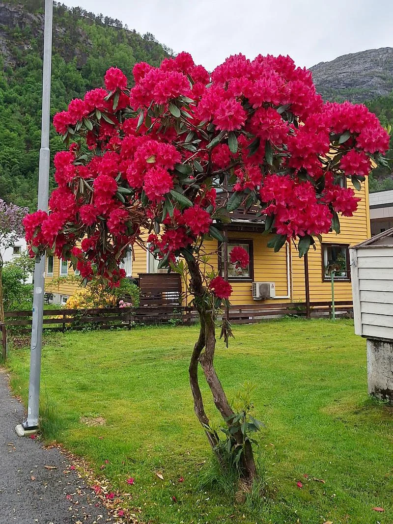 Potare il rododendro ad alberello: guida alla formazione standard