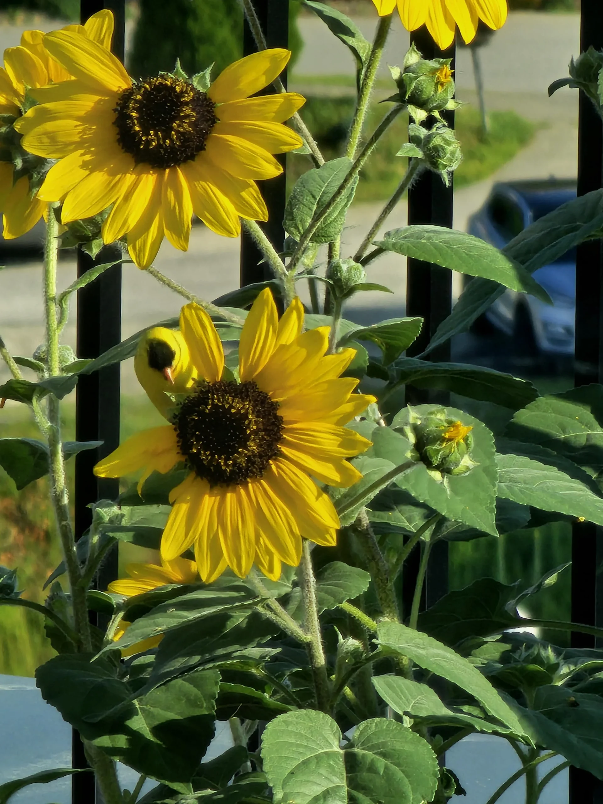 Proteggere i girasoli dagli uccelli: guida pratica e rispettosa della biodiversità