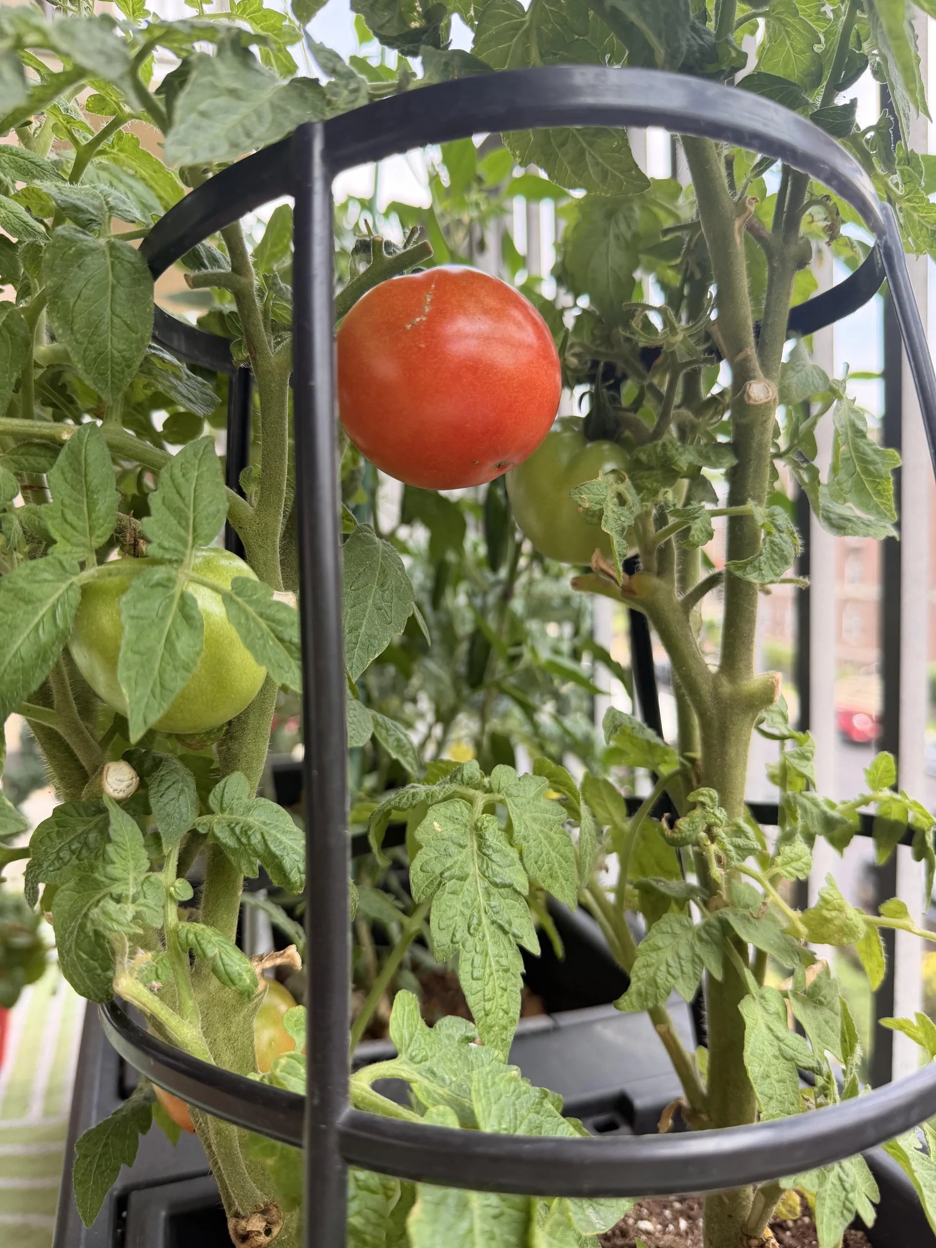 Quando raccogliere i pomodori: i 6 stadi di maturazione e il momento giusto