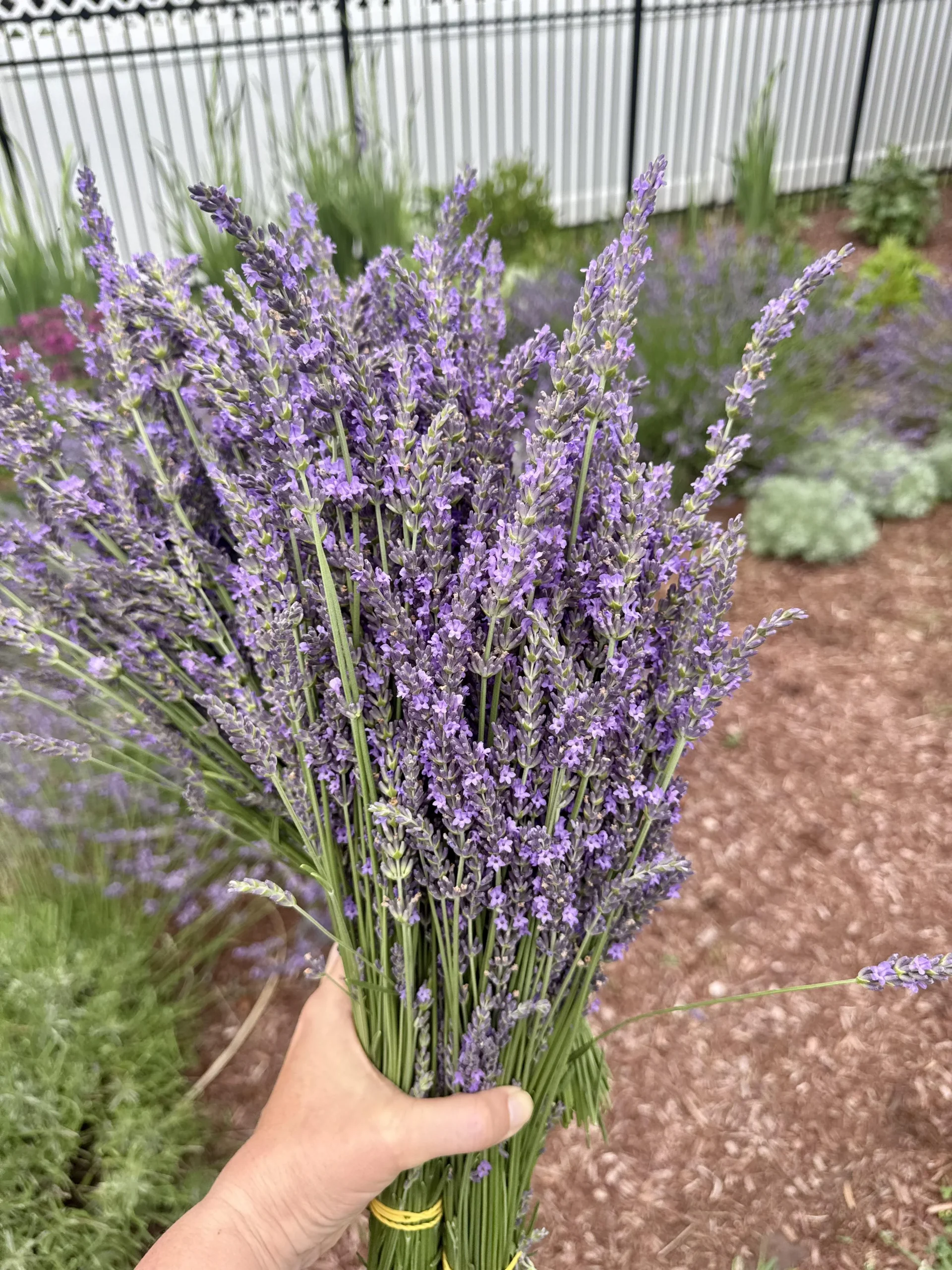 Quando raccogliere la lavanda: guida completa al taglio, all'essiccazione e alla potatura estiva