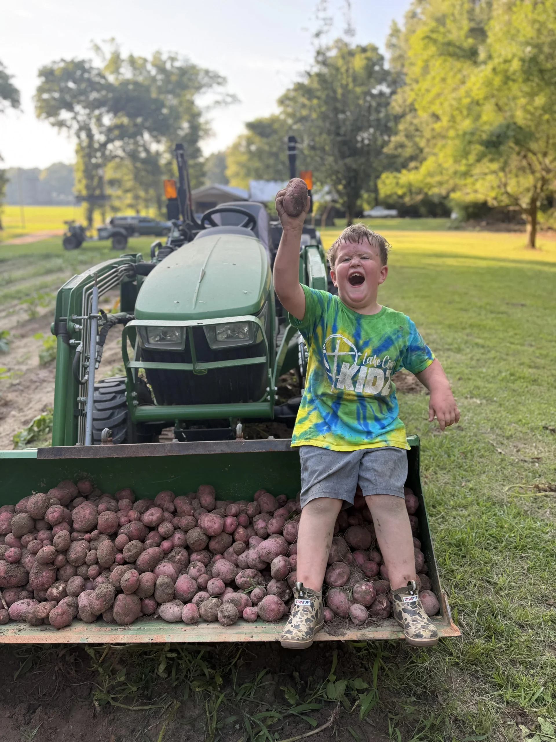 Quando raccogliere le patate nell'orto: segnali di maturazione, tecniche e curing