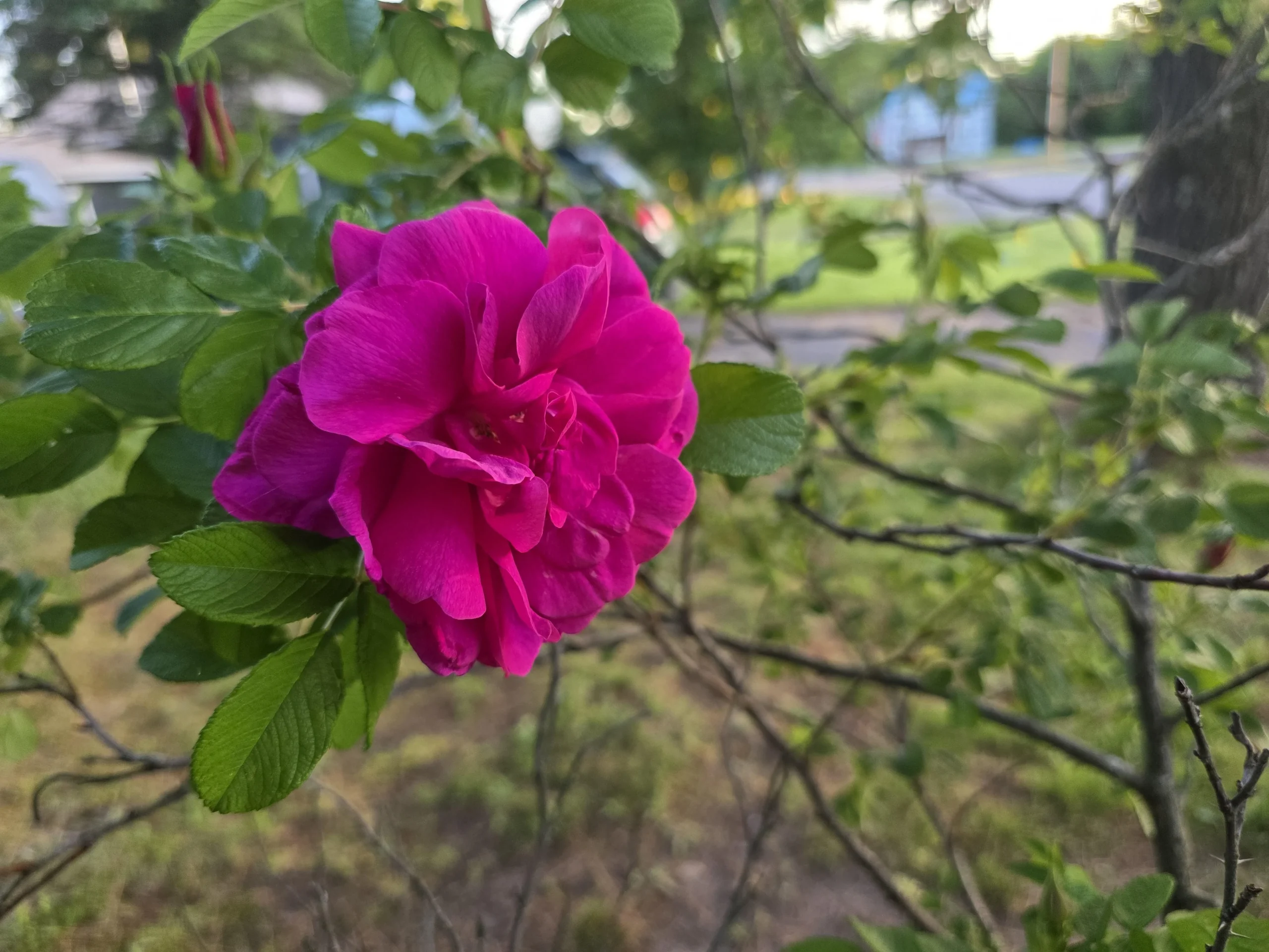 Rosa rugosa: la rosa rustica da siepe con cinorrodi commestibili ricchi di vitamina C