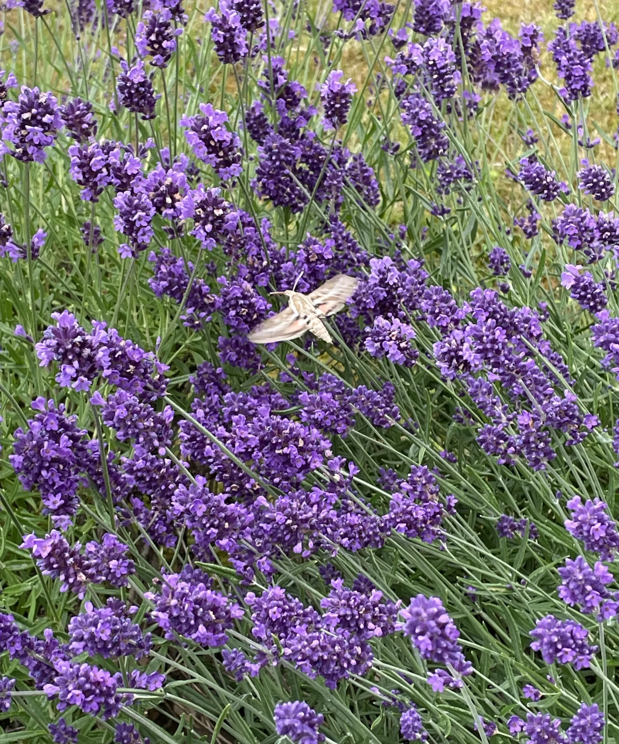Sfinge del galio: come riconoscere la falena-colibrì e attirarla nel giardino italiano