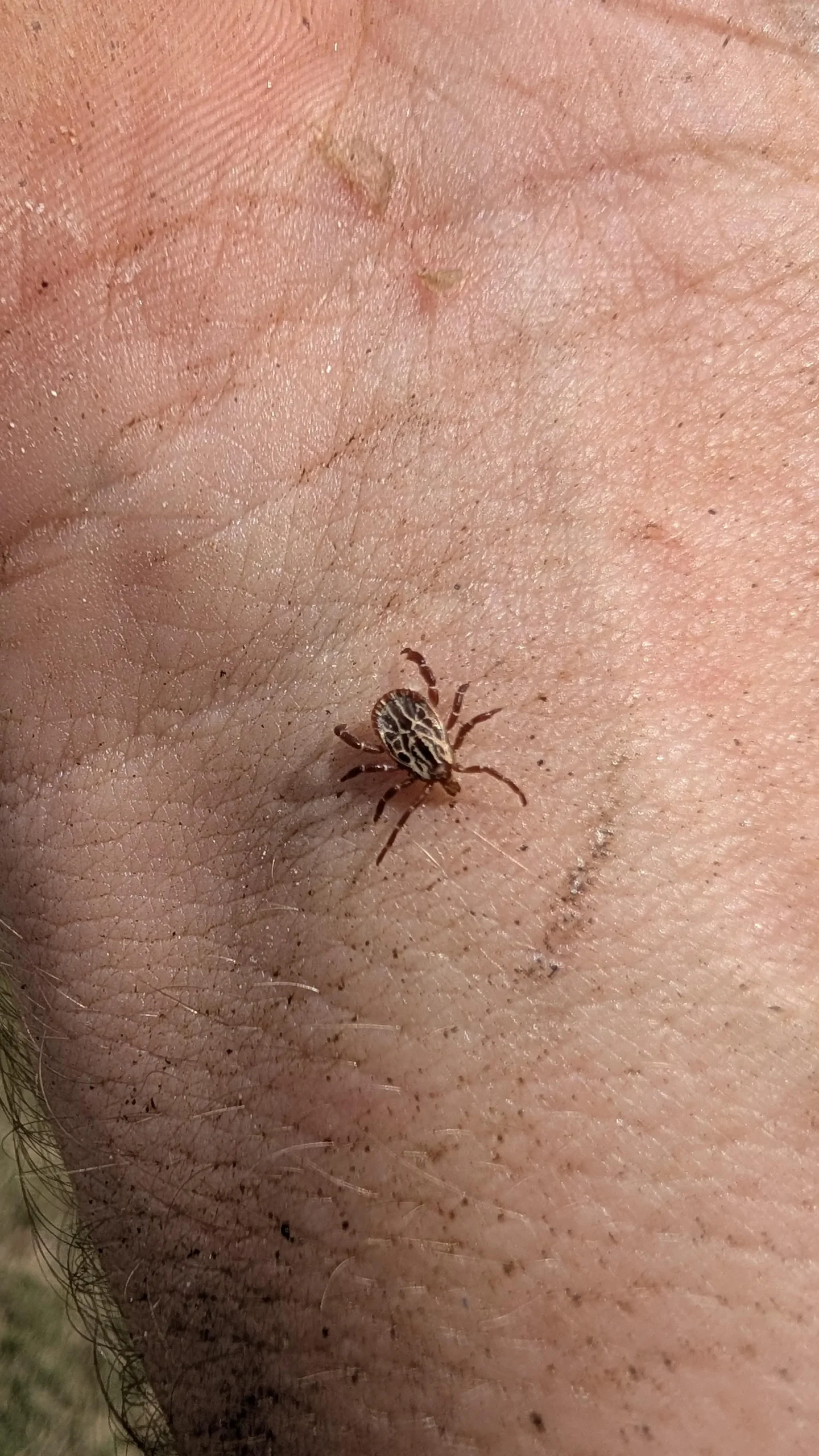 Zecca ornata in giardino: come riconoscerla, rimuoverla e prevenire i morsi