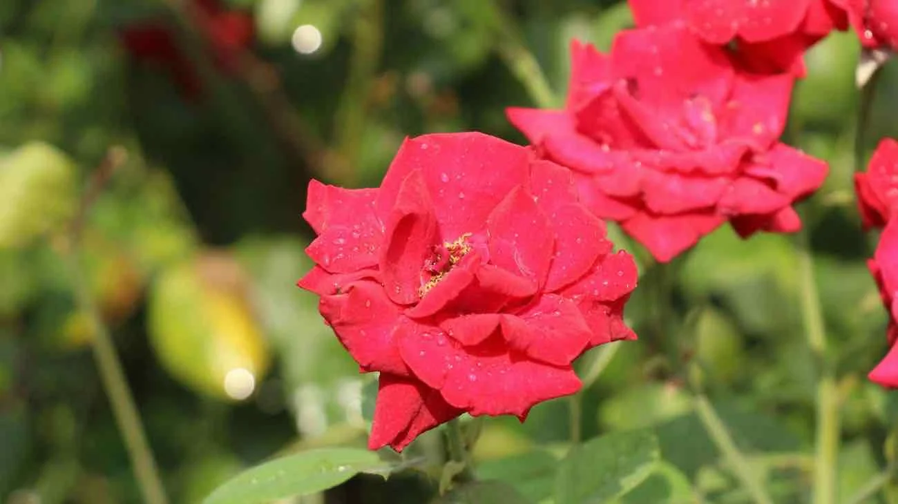 rose