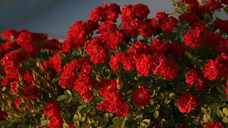 rose