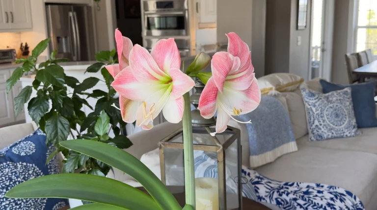 Amaryllis coltivazione in vaso: guida completa dal bulbo alla rifioritura