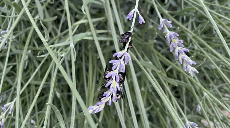 Api che dormono sulla lavanda: chi sono, perché lo fanno e come accoglierle in giardino