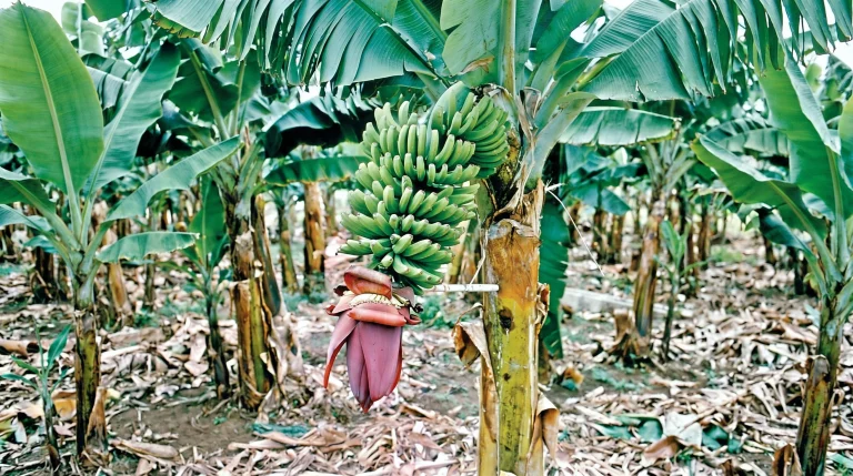 Banano dopo la fruttificazione: perché muore e come gestire i polloni per averlo ogni anno