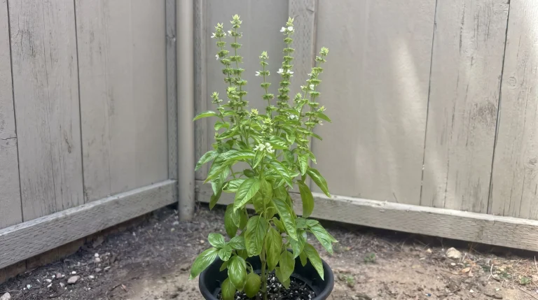 Basilico in fiore: cosa fare per non perdere le foglie e mantenerle aromatiche