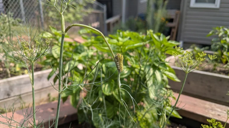 Bruchi di macaone sull'aneto: non sono parassiti, sono farfalle preziose per il tuo giardino