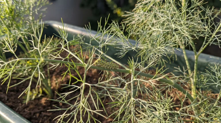 Bruchi sull'aneto: come riconoscere il macaone e perché è un tesoro per l'orto