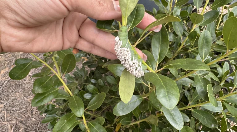 Bruchi sulle foglie delle siepi: guida al riconoscimento delle ovature e alla lotta biologica