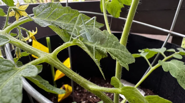 Bruco verde con corno sul pomodoro: chi è, perché defoglia in una notte e come gestirlo senza danni