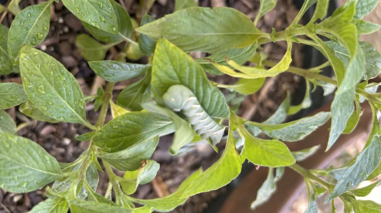 Bruco verde con corno sul pomodoro: riconoscere e gestire la sfinge nell'orto