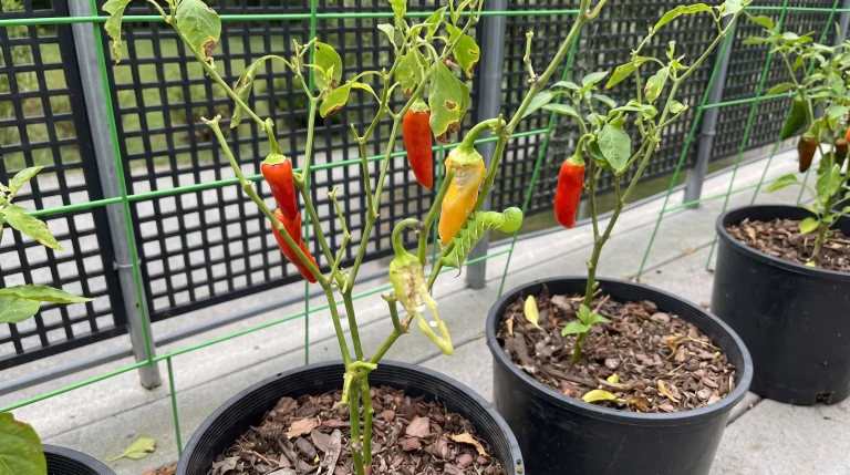 Bruco verde del pomodoro: riconoscere la sfinge e difendere l'orto senza chimica