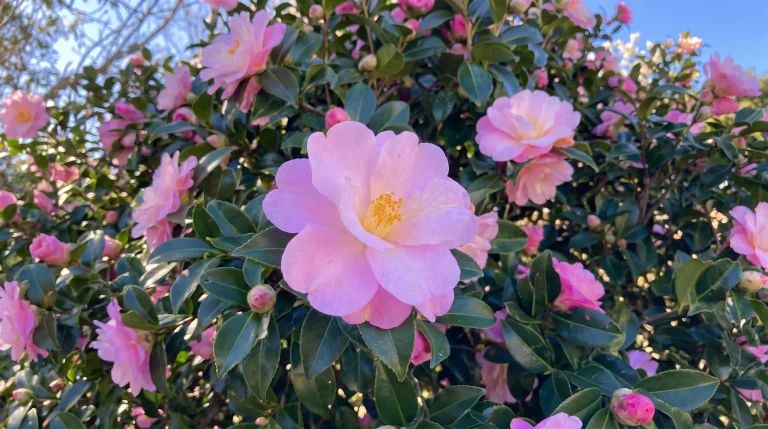 Camelia coltivazione: guida completa a Camellia japonica in giardino e in vaso