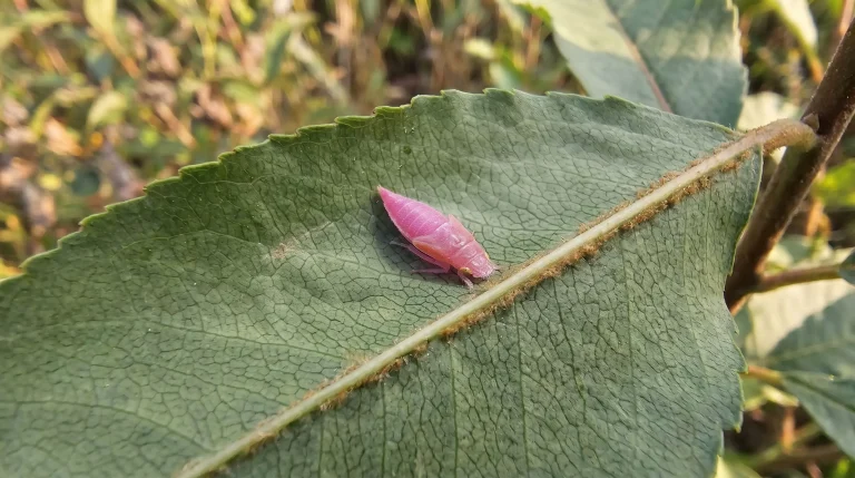 Cicaline sulle piante: come riconoscerle, quali danni fanno e cosa fare davvero in giardino e orto