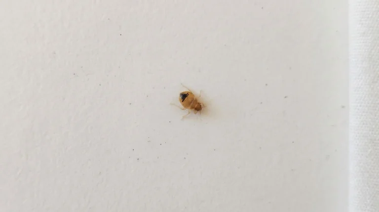 Cimice dei letti: come riconoscerla se la trovi sui vestiti dopo un viaggio in autobus