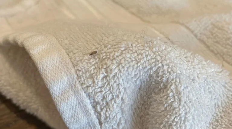 Cimice dei letti: come riconoscerla davvero e non confonderla con altri insetti