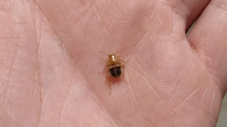 Cimice dei letti: come riconoscerla davvero e distinguerla dagli insetti che le somigliano