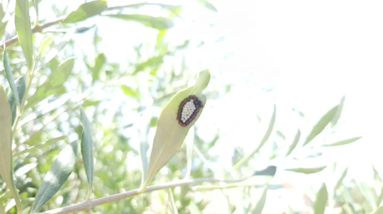 Cimici sull'olivo: come riconoscere gli insetti che si radunano sulla chioma