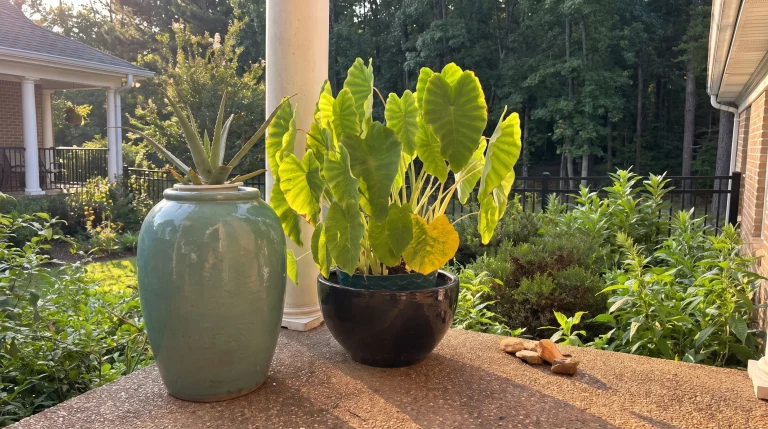 Come coltivare Colocasia in vaso: il metodo del bacino d'acqua per un mini giardino tropicale