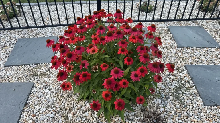Come coltivare l'Echinacea: guida per trasformare una pianta stentata in un cespuglio rigoglioso