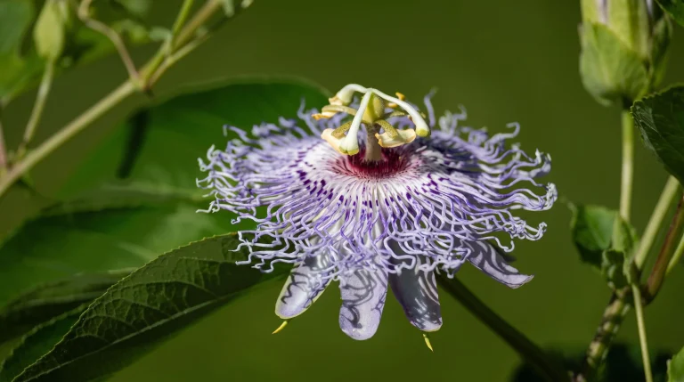 Come coltivare la passiflora in giardino: guida a fioritura, impollinazione e frutti (maypop)