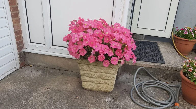 Come coltivare le petunie: guida pratica per fioriture da maggio a ottobre su balconi e giardini