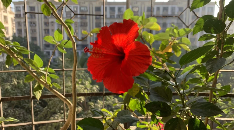 Come coltivare l'ibisco rosso: la guida completa per una fioritura abbondante e prolungata