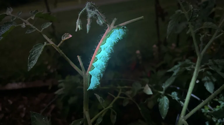Come eliminare i bruchi del pomodoro con la lampada UV: guida notturna alla difesa biologica