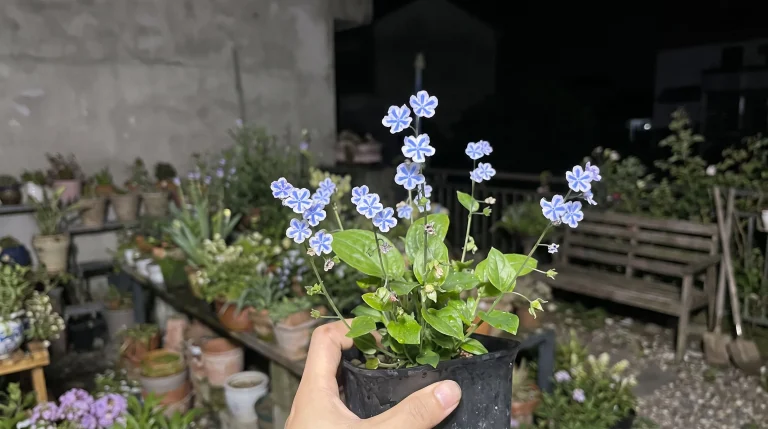 Cynoglossum coltivazione: guida completa alla lingua di cane dai fiori azzurri