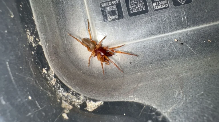 Dysdera crocata: chi è il ragno rosso con le enormi zanne che vive nei nostri giardini