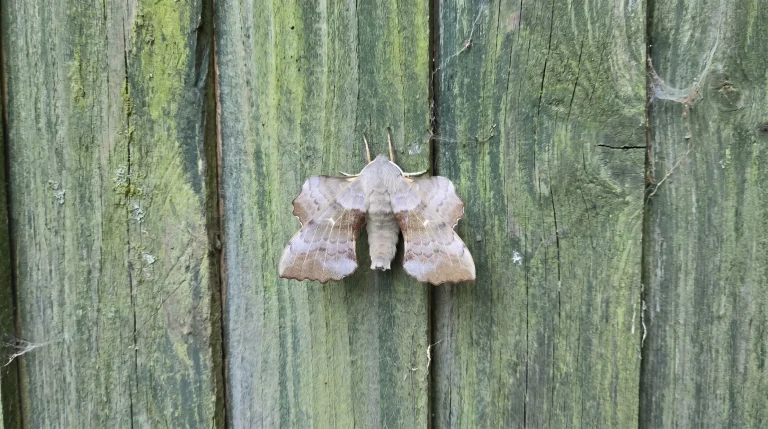Falena gigante in casa: come riconoscere le specie italiane e cosa fare senza farle del male