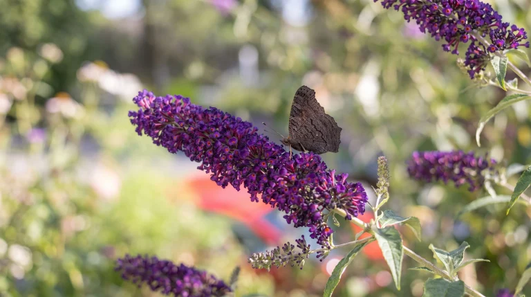 Farfalle in giardino: guida pratica per riconoscerle e capire perché a fine stagione hanno le ali rovinate