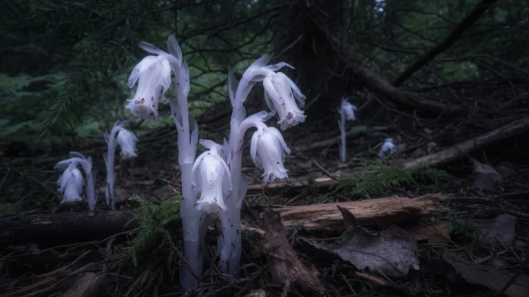 Ghost Pipe (Monotropa uniflora): la pianta fantasma tra biologia, tradizioni e cautele fitoterapiche