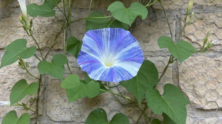 Ipomea da seme: guida completa alla coltivazione di Ipomoea tricolor 'Flying Saucers'