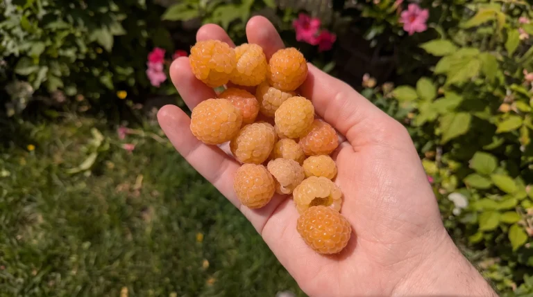 Lampone giallo Fall Gold: guida completa alla coltivazione di una varietà rifiorente dal gusto dolcissimo
