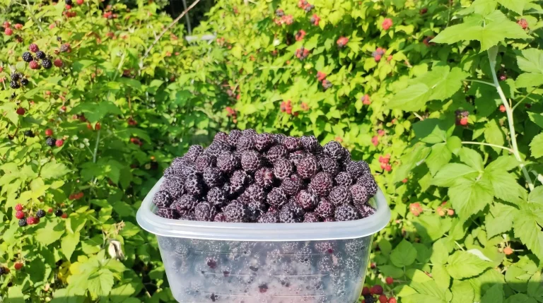 Lampone nero (Rubus occidentalis): guida completa alla coltivazione in Italia