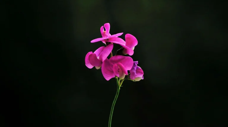 Lathyrus latifolius: guida alla coltivazione del pisello odoroso perenne che fiorisce per decenni