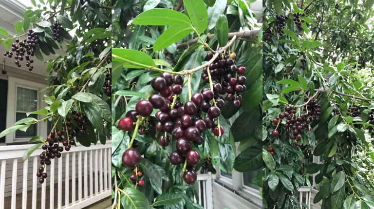 Lauroceraso, frutti commestibili: sfatiamo il mito della tossicità totale del Prunus laurocerasus
