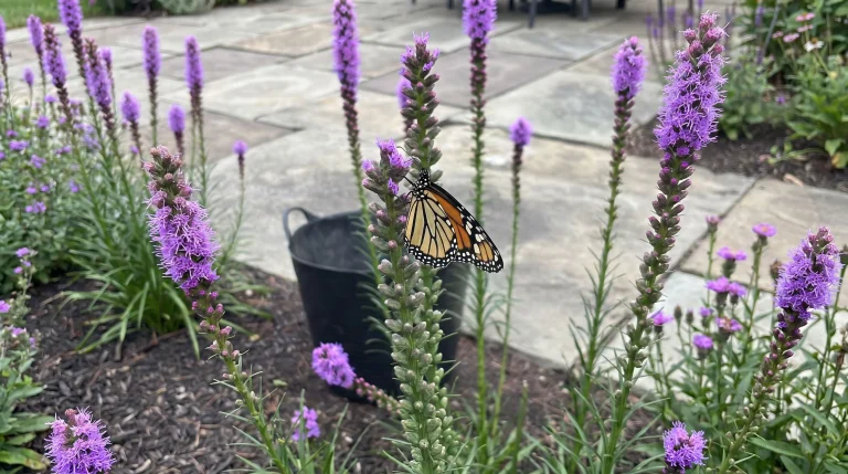 Liatris spicata: guida alla coltivazione della stella fiammeggiante per un giardino pieno di farfalle