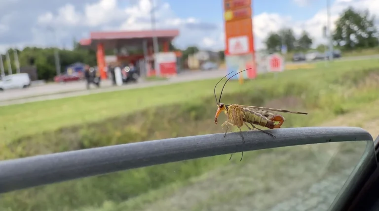 Mosca scorpione (Panorpa communis): l'insetto dall'aspetto spaventoso ma totalmente innocuo