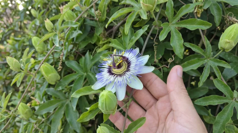 Passiflora coltivazione: guida completa al fiore della passione in giardino e in vaso