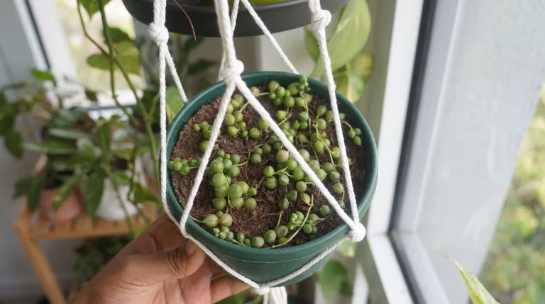Pianta collana di perle: cura, substrato e irrigazione della Senecio rowleyanus in casa